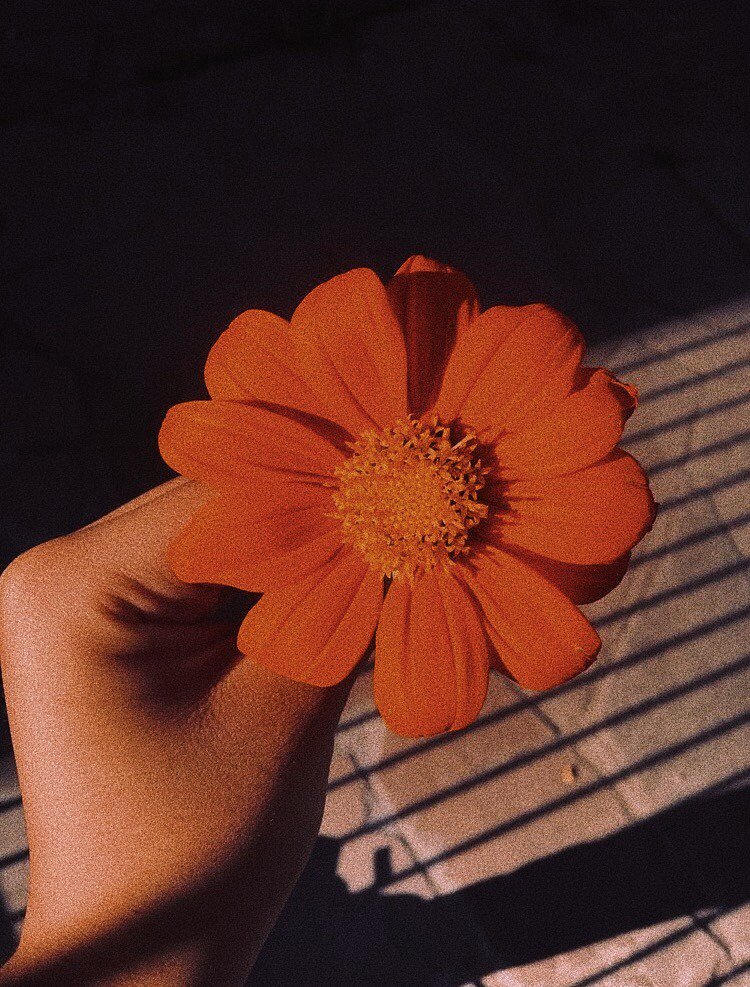 powerfulouiss's tweet photo. 《It's been a minute since i called you》 #flowersforlou @Louis_Tomlinson 
🌱You have a flower of your garden in Argentina https://t.co/bmd9HJWPy4