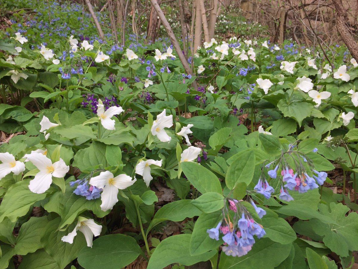 WVU Core Arboretum tweet media