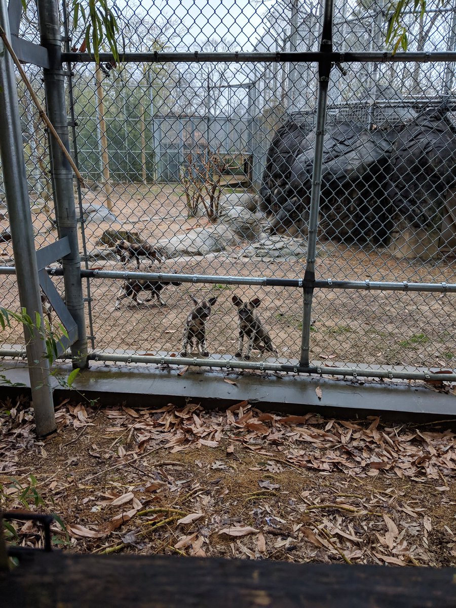 jhodge202's tweet photo. We loved our behind the scenes tour of Zoo Knoxville! Wild times with my 8th grade @Whittle_Springs AVID kids @KcSavid https://t.co/1x3BDRozYR