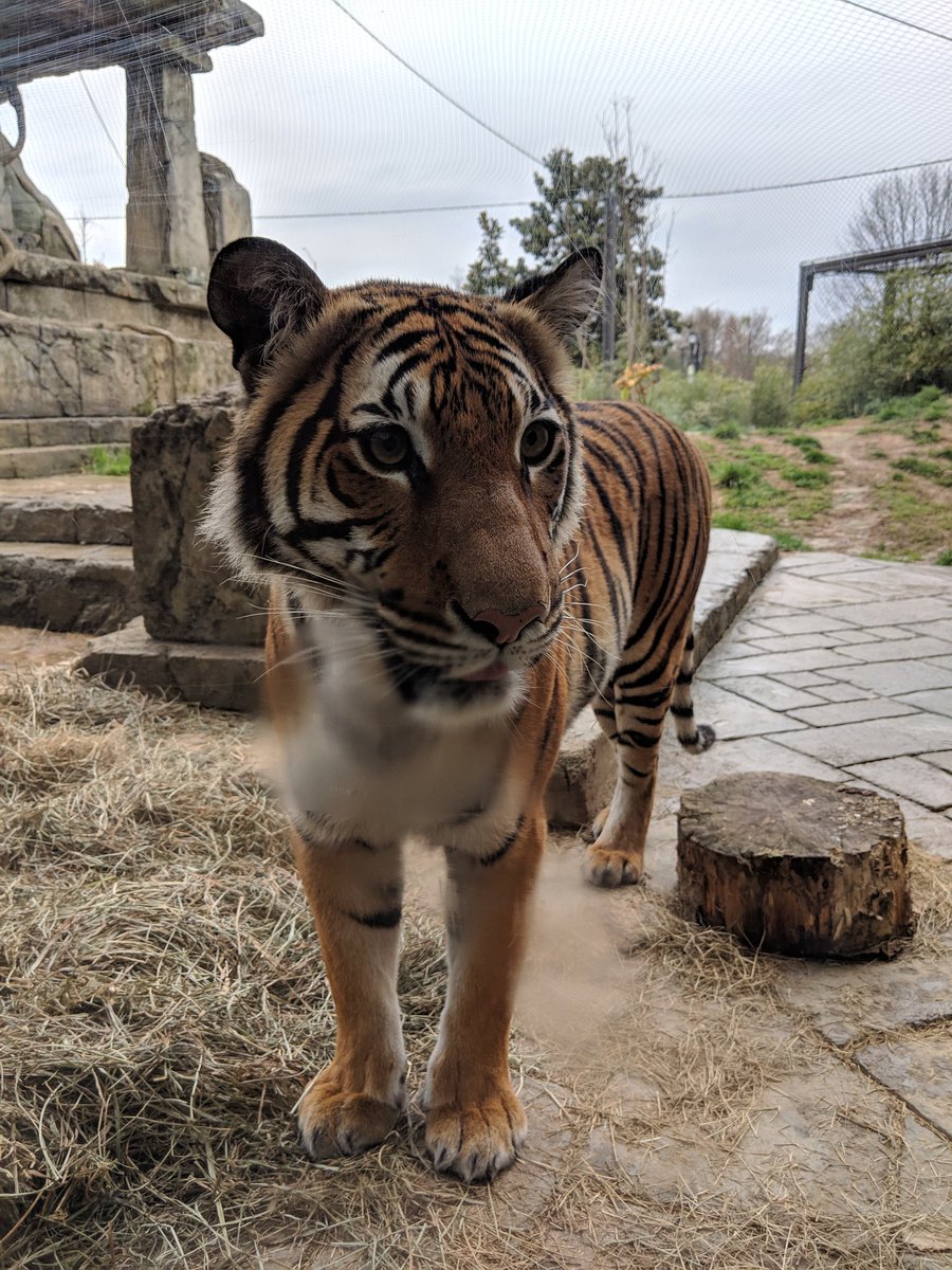 jhodge202's tweet photo. We loved our behind the scenes tour of Zoo Knoxville! Wild times with my 8th grade @Whittle_Springs AVID kids @KcSavid https://t.co/1x3BDRozYR