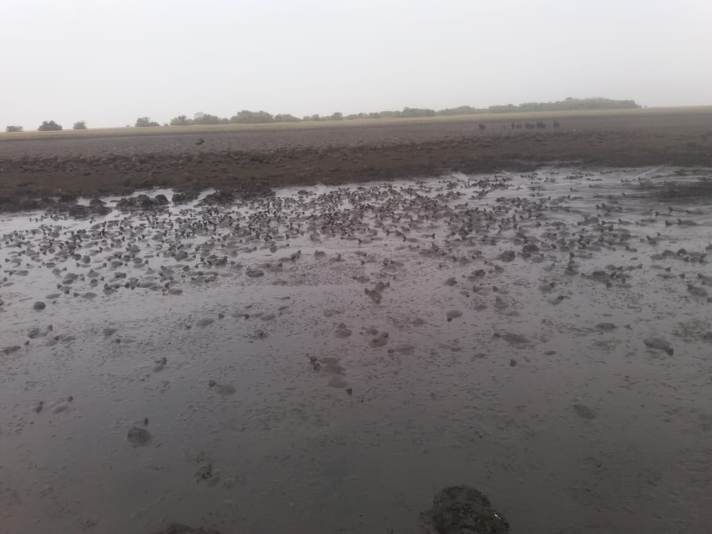 Tras recibirse reporte por parte de la comunidad, se buscan alternativas para apoyar el municipio de Paz de Ariporo, ante el riesgo de muerte de especies animales (galápagas, chigüiros, venados, etc) en la laguna Matepalma en  San Esteban. Buscamos apoyo ante la <a href="/UNGRD/">UNGRD🇨🇴</a>