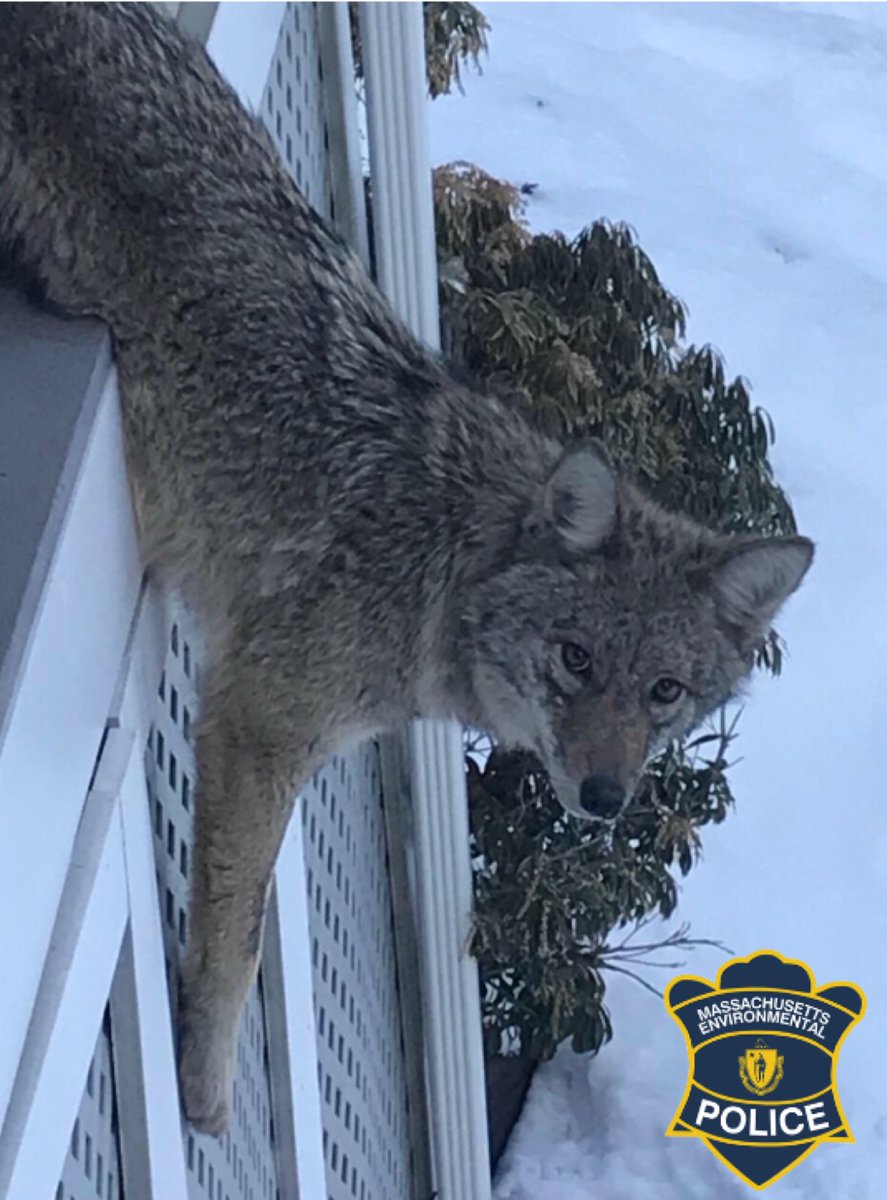 MassEEA's tweet photo. This week at @MassEEA:
•@MassGovernor spoke at #OffshoreWindForum on importance of #OffshoreWind in addressing #ClimateChange
•@MassDCR Forestry & Fire Control Staff attended the Forestry Climate Action Forum
•@MAEnviroPolice freed coyote stuck in a porch railing in Weston https://t.co/m4dirtNar5