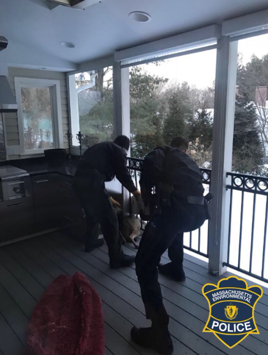 MassEEA's tweet photo. This week at @MassEEA:
•@MassGovernor spoke at #OffshoreWindForum on importance of #OffshoreWind in addressing #ClimateChange
•@MassDCR Forestry & Fire Control Staff attended the Forestry Climate Action Forum
•@MAEnviroPolice freed coyote stuck in a porch railing in Weston https://t.co/m4dirtNar5