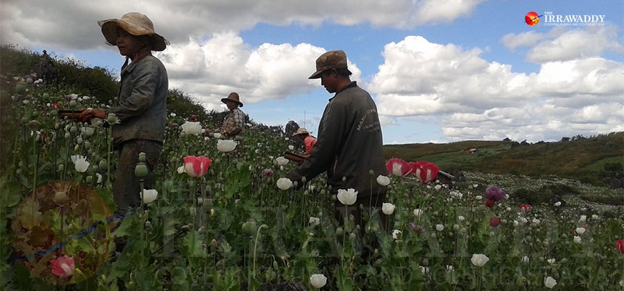 Myanmar Govt, Military Use U.N. Opium Report to Slur Enemies, Shield Allies <a href="/IrrawaddyNews/">The Irrawaddy (Eng)</a> irrawaddy.com/opinion/myanma… For @TNInstitute commentary on <a href="/UNODC/">UN Office on Drugs & Crime</a> report, see: tni.org/en/article/a-d… @TniMyanmar