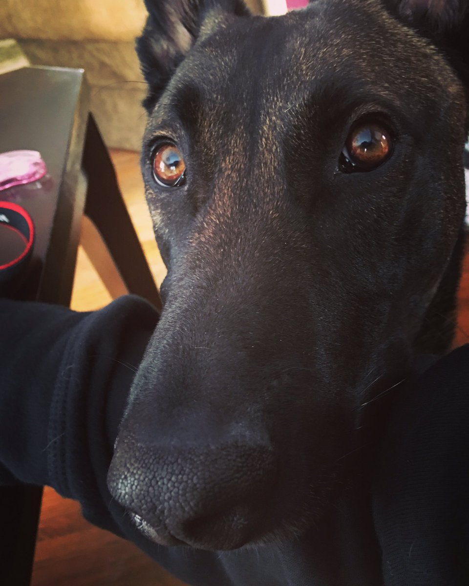 K9 Support NW tweet media
