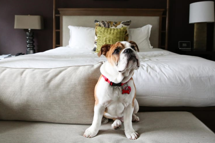 VisitSeattle's tweet photo. The Kimpton Hotel Monaco Seattle offers top-notch services for your furry friends. If your pet can fit through the door, they’re welcome to stay! #seattlepets @Kimpton https://t.co/vHGH14bsdq https://t.co/vMqwtDW1gz
