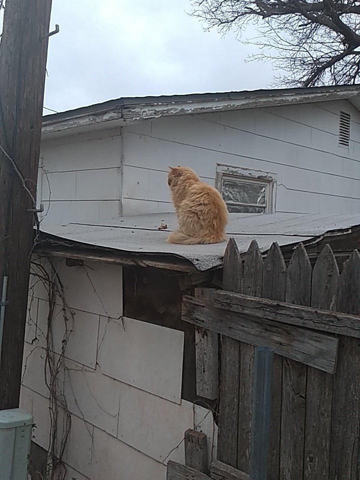 normalguy29's tweet image. 