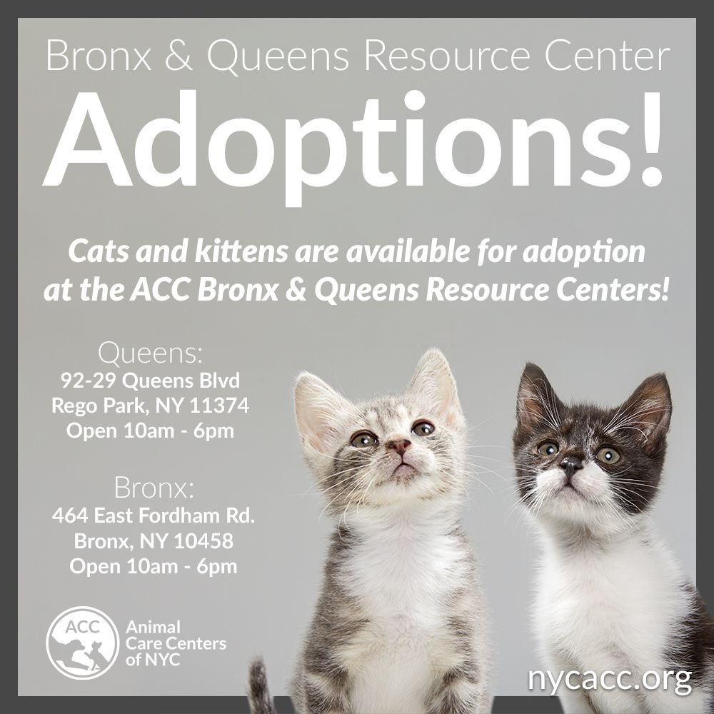 pet adoption centers bronx