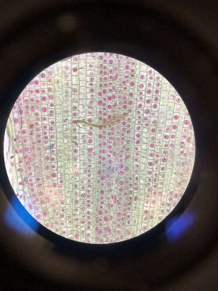 cmh_1999's tweet photo. It was cool looking at plant cells undergoing different stages of mitosis. @UNKBiol106AC #106Week9ACS19 https://t.co/Qo1EjXvQ2u
