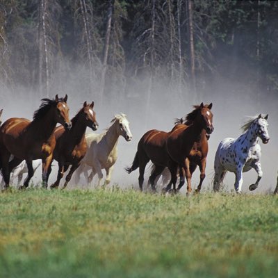 galloping geldings tweet media
