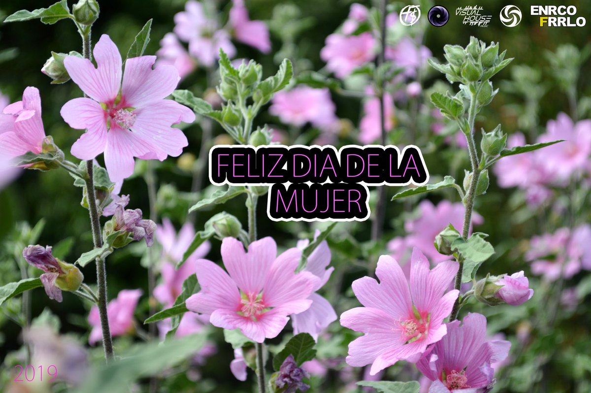 JapsCompany's tweet photo. Feliz día a cada una de las mujeres del mundo!!! Que sea viral el amor que sentimos por todas y cada una de ustedes... Las reinas del universo <3 #DiaDeLaMujer ❤️🌹 https://t.co/XBoWekiqJO