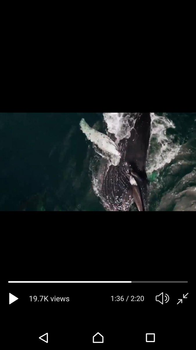 TheNectarWay's tweet photo. @y_buckley @CTLFilms @BiodCon_ie Sprat or herring (which the humpback is feeding on) https://t.co/vJmBPvvH8I