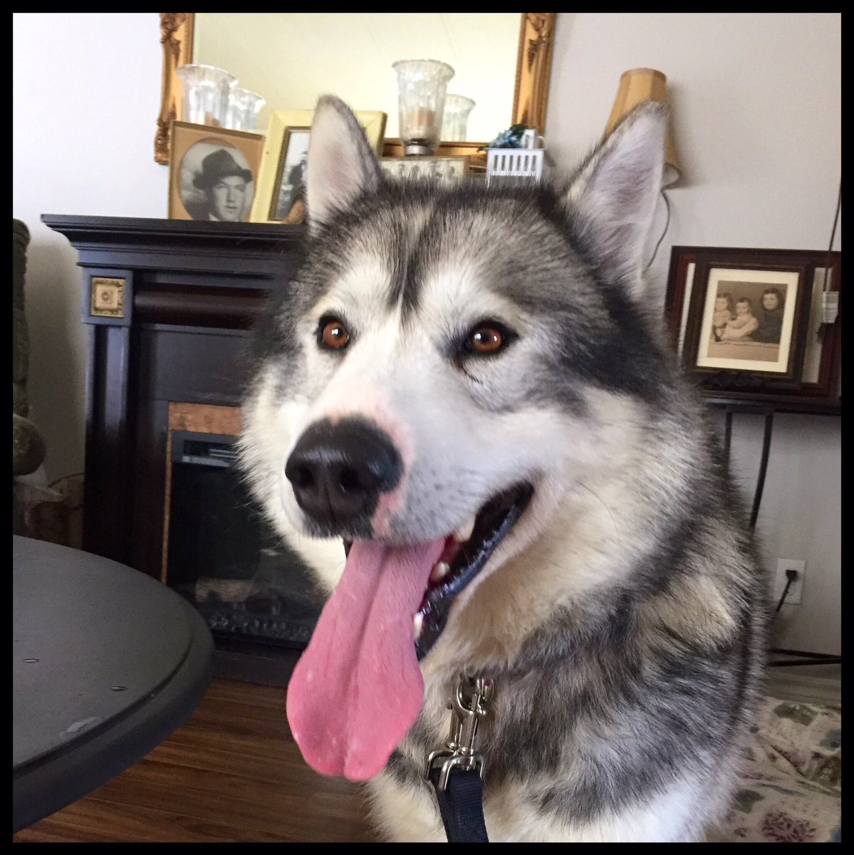 bowden2you's tweet photo. Stunning #Buddy arrived today from #GooseBay to #Halifax to find his #foreverhome β₯οΈ #LabradorHusky only 3 years of age and so gentle πΎ #gentlegiant #inuitdog #labradorwolf #criticallyendangered breed of #husky #indigenous to #Labrador πΊ https://t.co/ZvXTHqyvb2