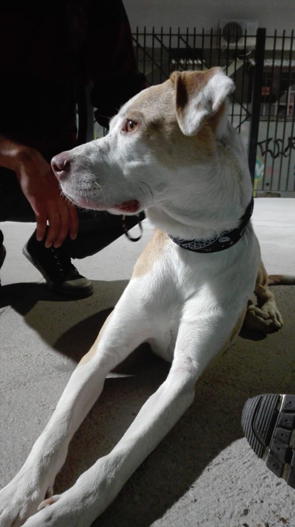 Urgente! Encontrado en Talcahuano y av Corrientes!!! <a href="/redmascotera/">Red Mascotera</a> <a href="/ZaguatesRefugio/">Zaguates Refugio</a> <a href="/Proyecto4Patas/">Proyecto 4 Patas</a> <a href="/RefugioFeliz/">Refugio Feliz</a> <a href="/Arg_mascotas/">Mascotas perdidas</a> <a href="/anitateatro/">Anita Martinez</a> <a href="/ArqueroSinManos/">Lucho</a> <a href="/malalafontan/">malala fontan</a> <a href="/sol__despeinada/">Sol Despeinada 🥕</a> <a href="/elcampito/">El Campito Refugio</a> <a href="/somosvoicot/">VOICOT</a>