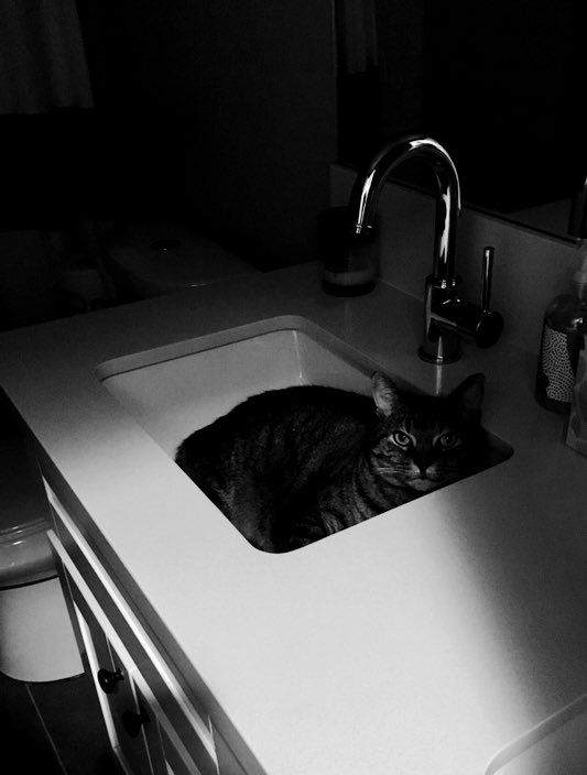 CatNoirshadows's tweet photo. “They found me, and I suddenly had that sinking feeling again.” #CatNoir 🚬🔦📸
#catlife #FelineFriday https://t.co/x5nRViBBiC