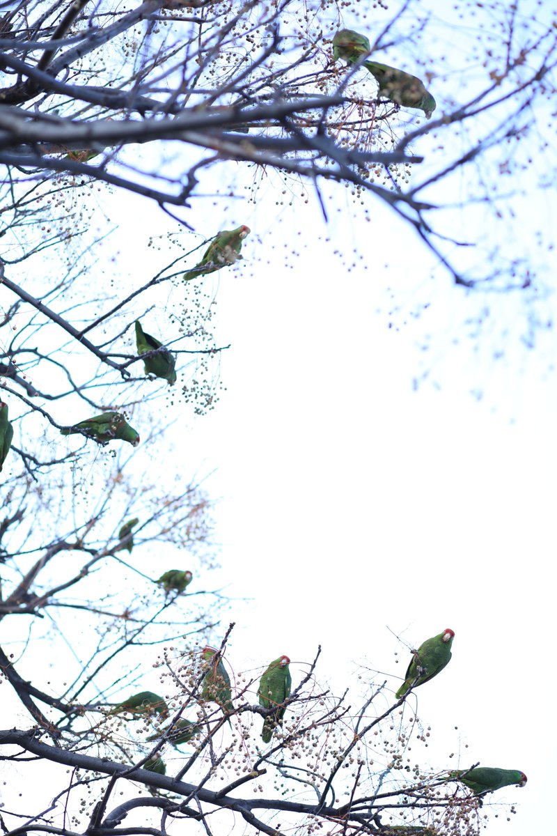 BryanDechart's tweet image. THESE are the Rare Parrots who have come to visit our home yesterday!
#ConnorArmy #RareParrot