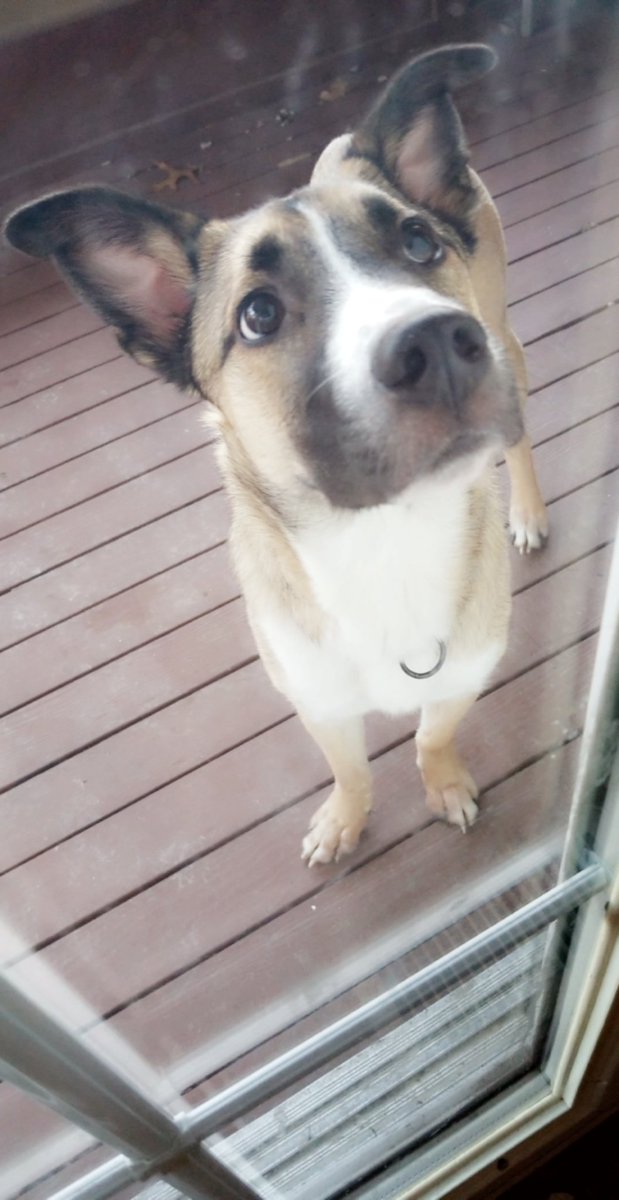 MrsMayday's tweet photo. I recently heard that @ChrisEvans had to go 10 wks w/o seeing his pup while filming... it made me sad, as I couldn't even go 10 hrs w/o seeing my guy!! 
❤🐶❤
 #Loki #DogOfMischief https://t.co/IuRvyghmEz
