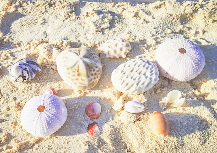 Private island treasures 🐚🌴 #ambergriscay #privateislandresort #allinclusiveluxury #guestphotos 📸: @thetravellingnanny #turksandcaicoscollection 
#ambergriscaytci #luxurytraveler #thegoodlife #luxurylifestyle #instagood #beachfront #crystalclearwater #turksandcaicos