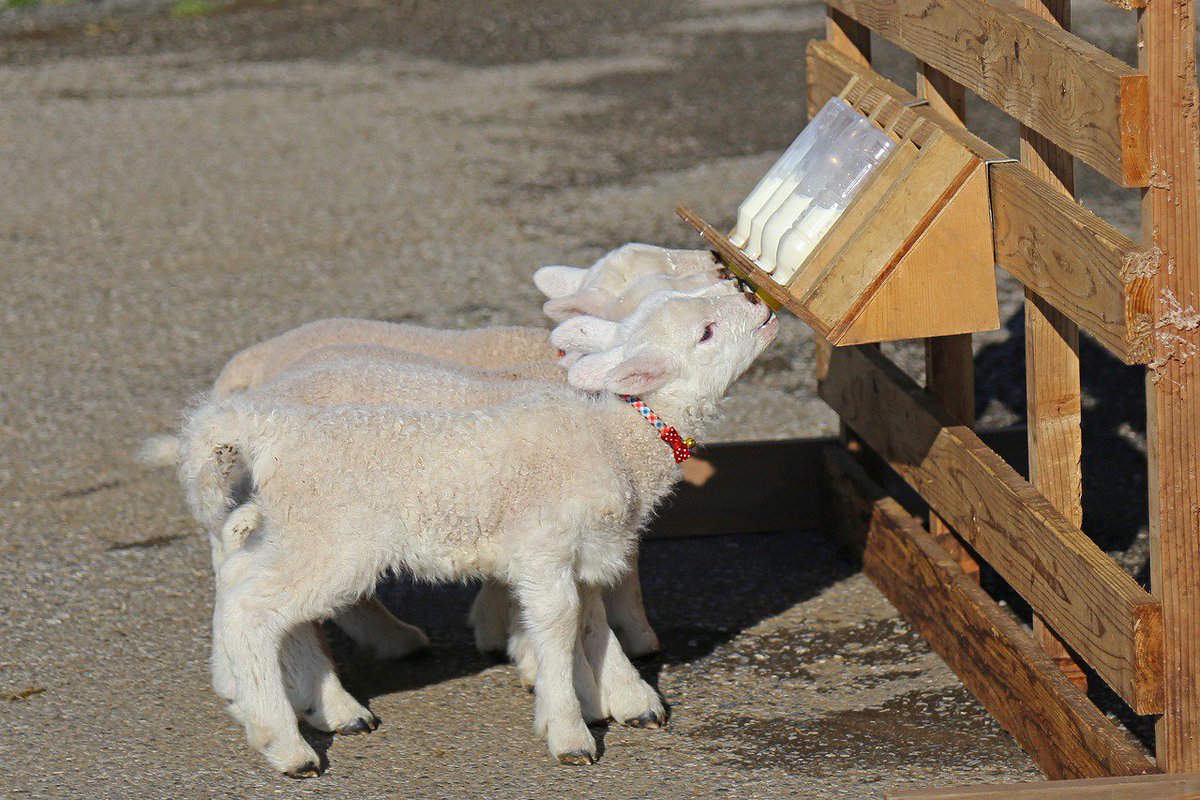 マザー牧場 本日より新イベント ミニミニひつじの大行進 が開催 生後１ヶ月に満たない愛らしい赤ちゃん羊 がミルクボトルに向かって大行進 ミルクを飲みながらうれしそうにしっぽをフリフリ 今しか見ることができない赤ちゃん羊の姿をぜひ見に来て