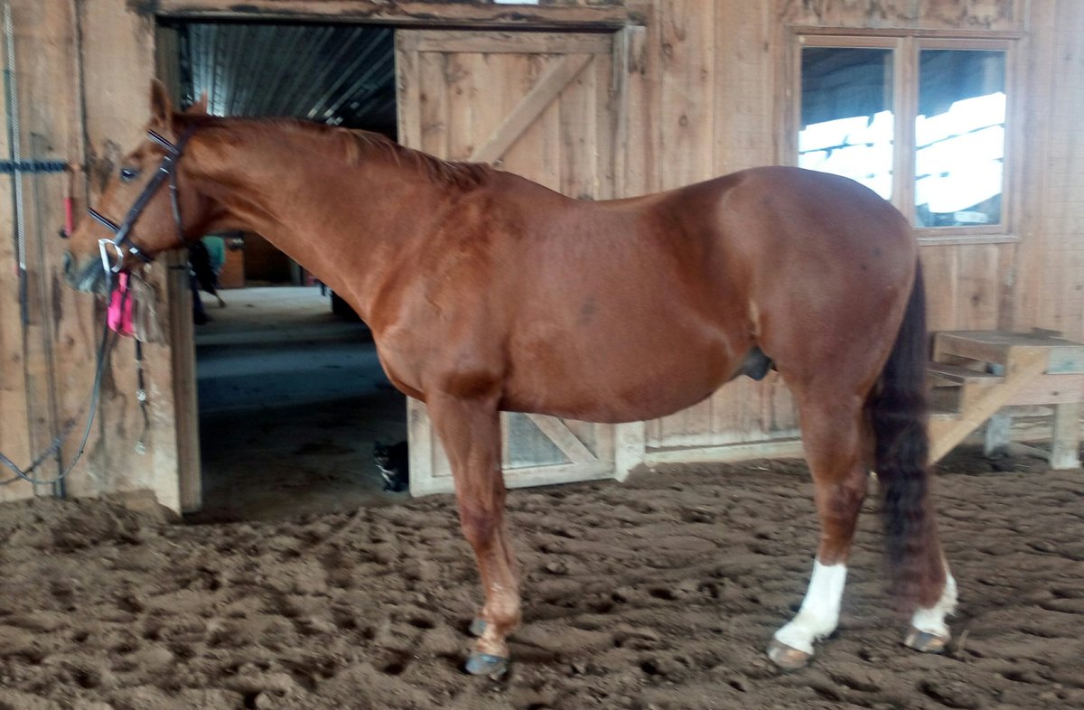 bunifluff's tweet photo. @sdequus TB and also just turned 23. His food/hay/condition are something I'm always acutely aware of. #beetpulp https://t.co/xriNXScXud