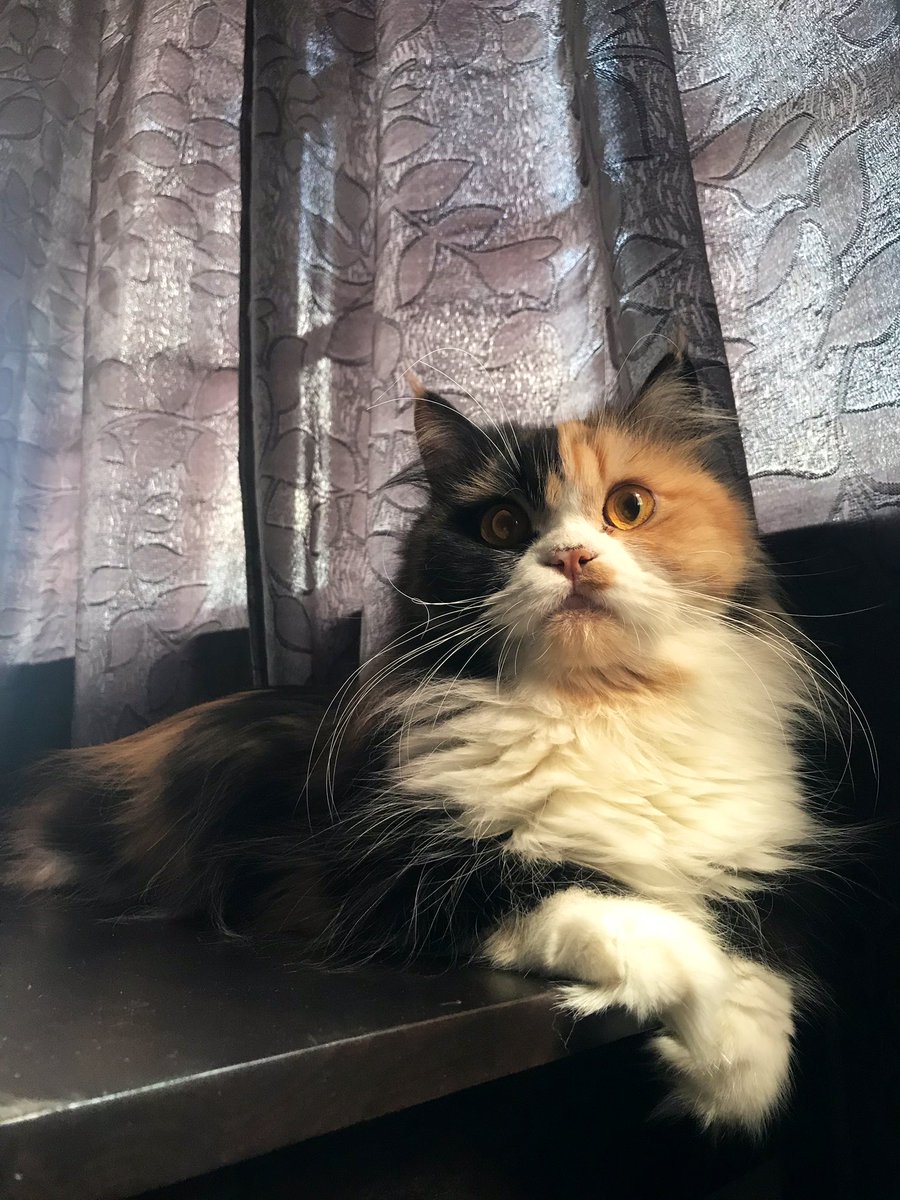qiaqilahqi's tweet photo. Here is my cat cuteness overload to cleanse your toxic timeline. https://t.co/GScz3sxzud