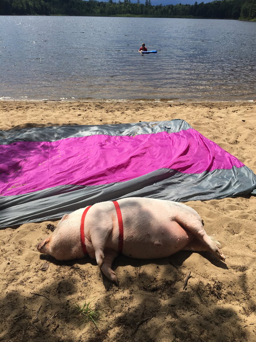 Katie Jo Passero tweet media