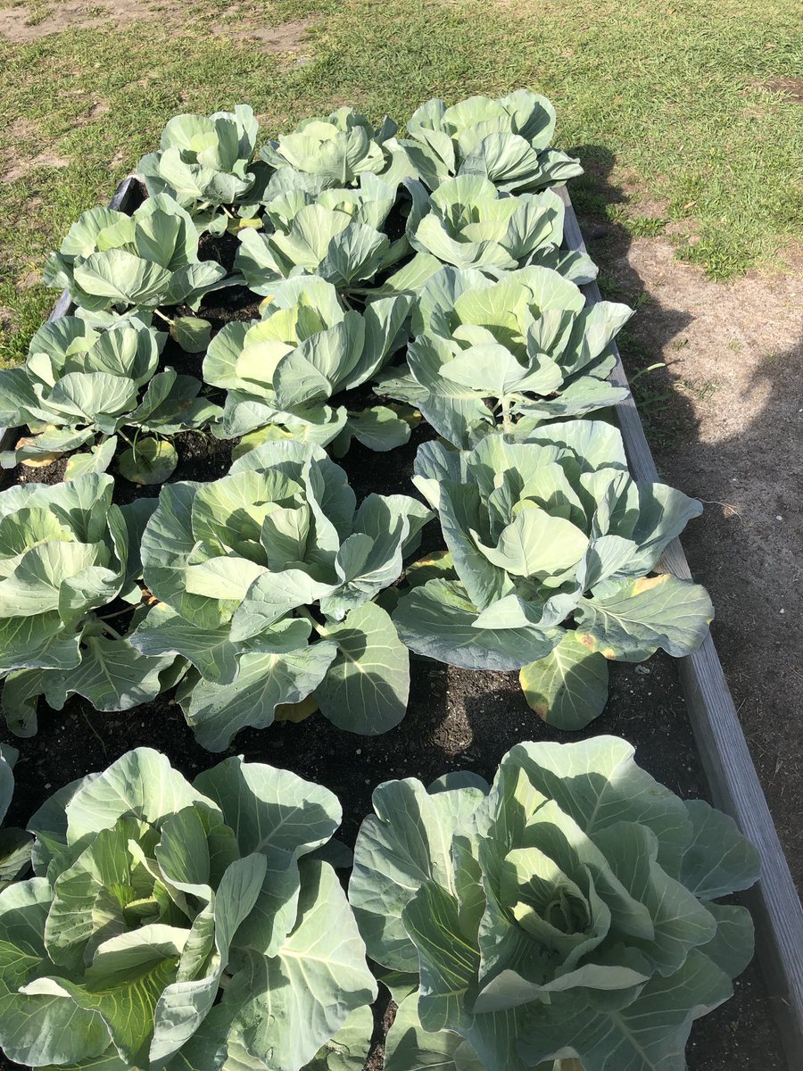Saddlewood_MCPS's tweet photo. Look at our yummy veggies growing so well in our raised bed. Mrs. Farrow has done a great job coordinating with teachers to water, weed, and harvest. #FANSSchool @WymanHeather @KimFarrow9 @BenWhitehouse98 https://t.co/ONlAOG0dFK