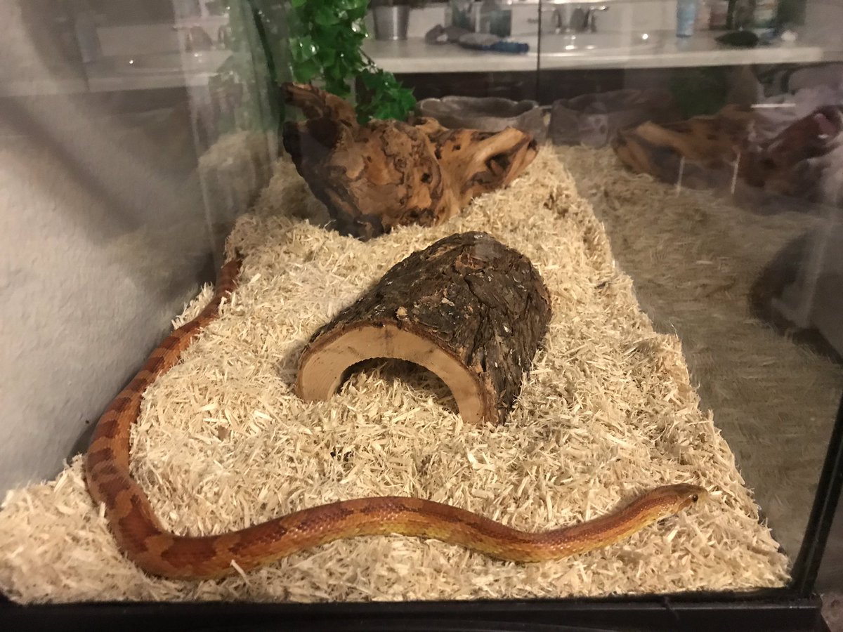 juliesmiley18's tweet photo. Lil Danger Noodle https://t.co/NE6kb1iGOj