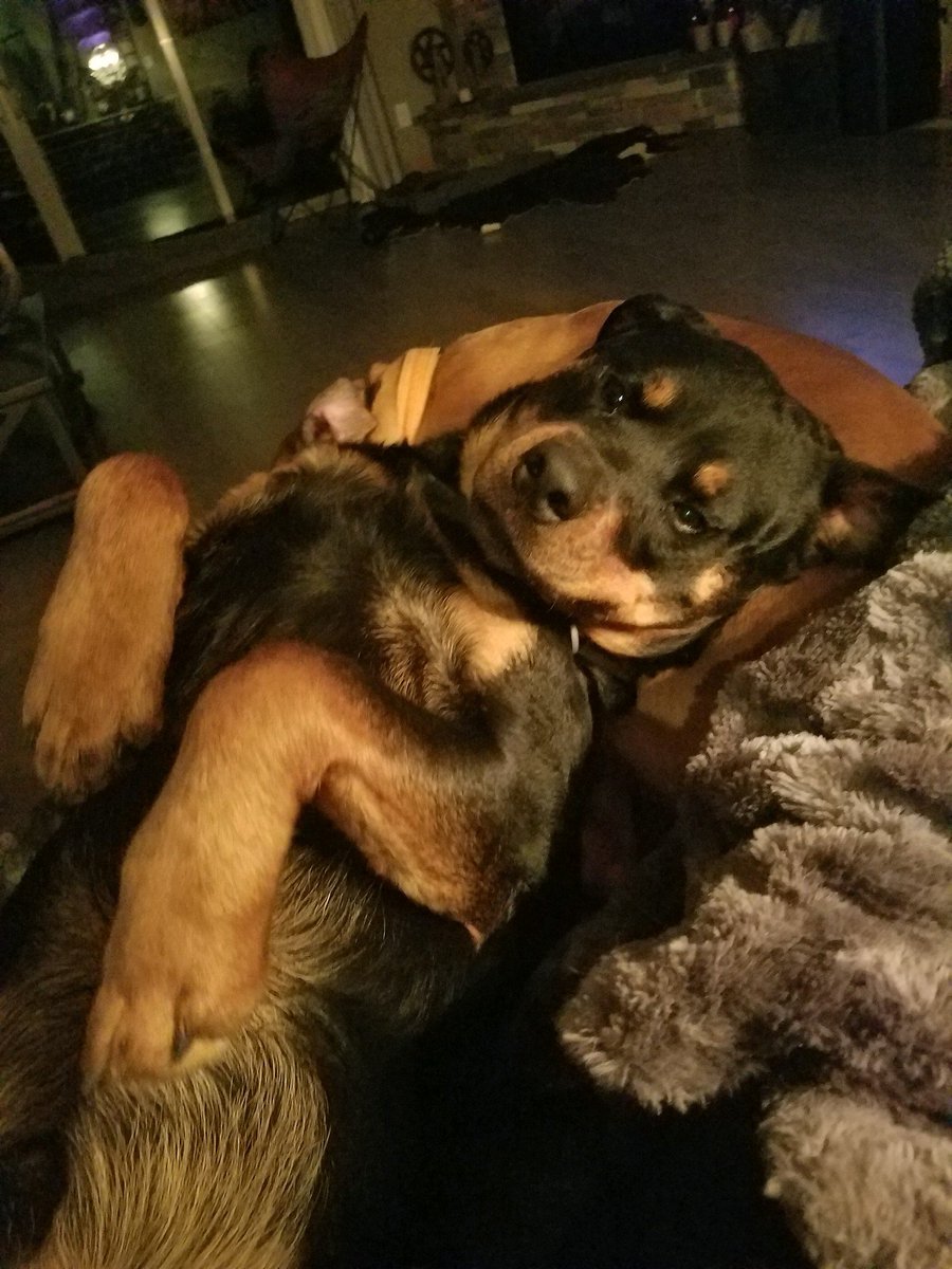 Belly rub please ##rottweiler #dog #dogsofinstagram #dogs #rottie #puppy #rottweilers #rottweilersofinstagram #rottweilerpuppy #instagram #dogstagram #love #instadog #cutecats #dogoftheday #doglover #puppies #rottiesofinstagram #rottweilerfans #rottweilerlove #rott