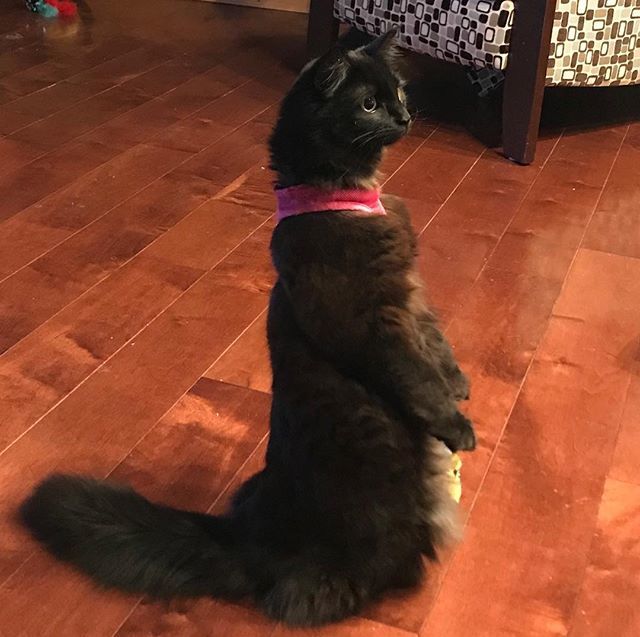 VenusdeMeow's tweet photo. Darth doing his meerkat impression #darththecat https://t.co/yEUlZV2reY https://t.co/5xhRPHjNKN