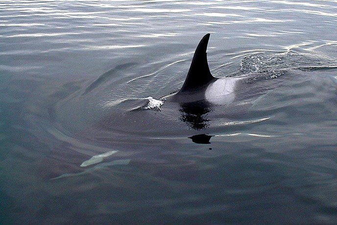 NWFISHINGNEWS's tweet photo. Ericksen save-the-whales bill puts emphasis on new salmon hatcheries https://t.co/Bc6OVOcslb https://t.co/LoKFdSPNDE