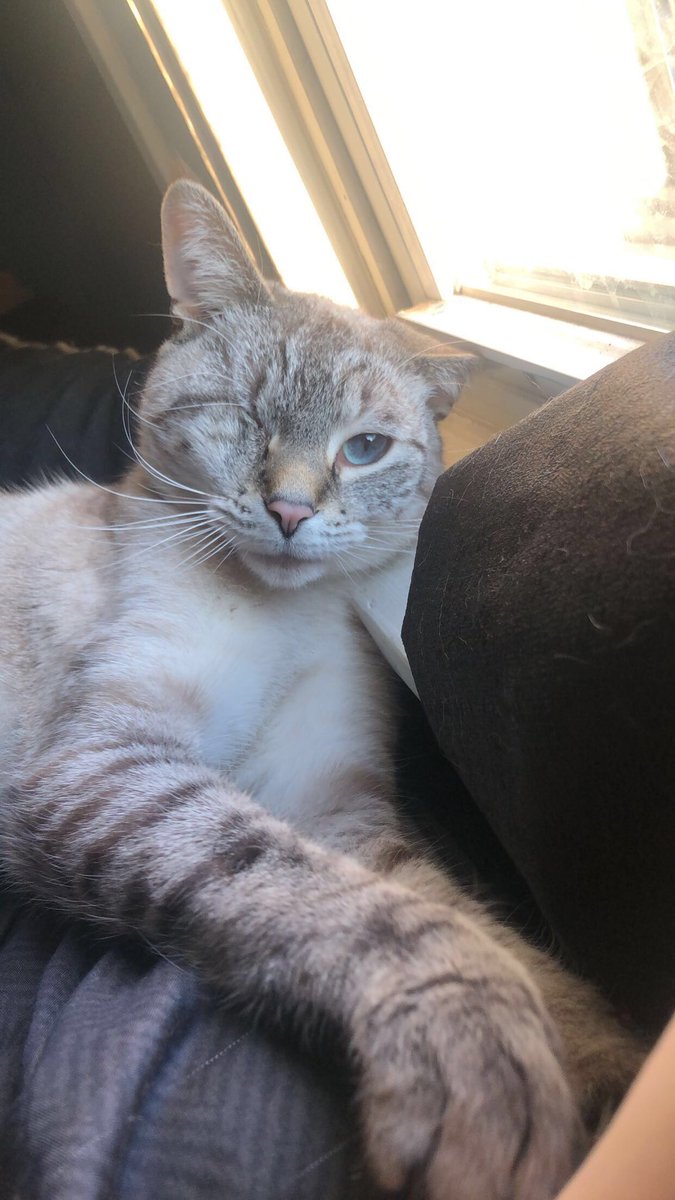 Tibblezenbits's tweet image. My Flerken