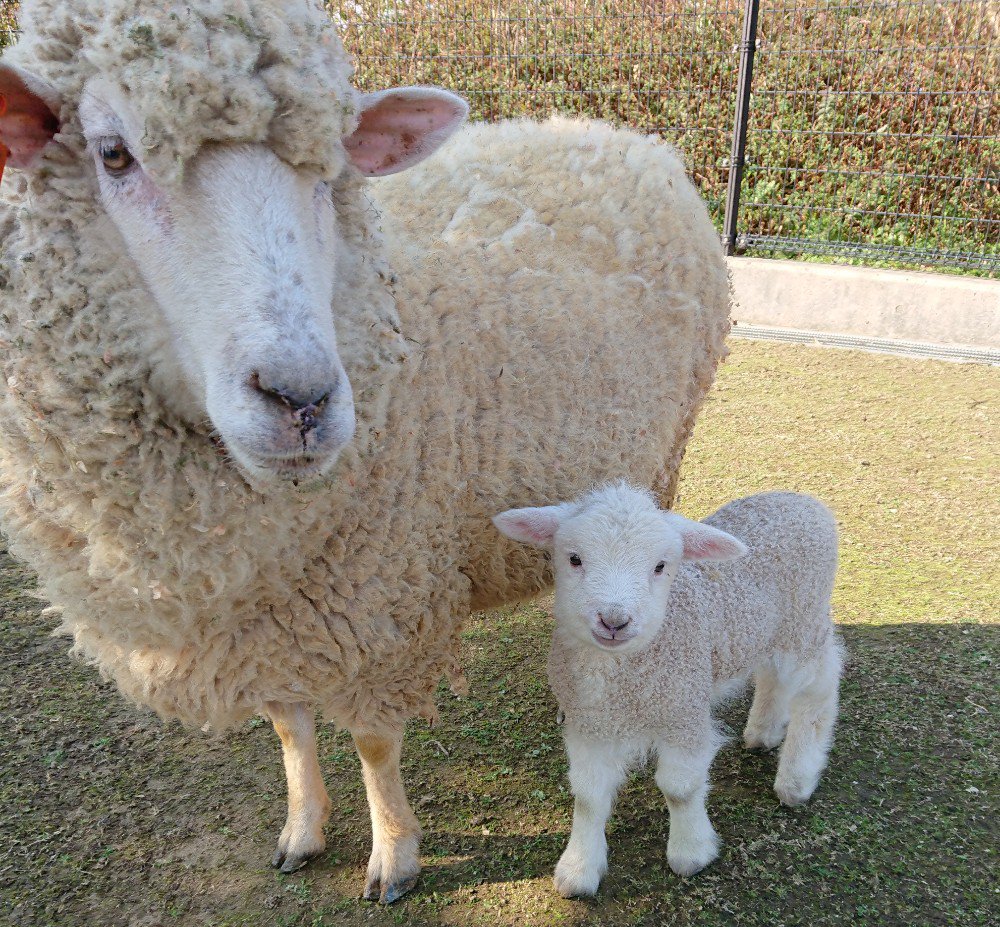 長崎市あぐりの丘 ひつじの赤ちゃんお披露目 またまたかわいい仲間が増えました ひつじの赤ちゃんが2 26に産まれ ふれあい動物広場で間近に見ることができます ぜひ仲良くしてくださいね まだ幼く怖がりです 追いかけ回したり 大きな声で