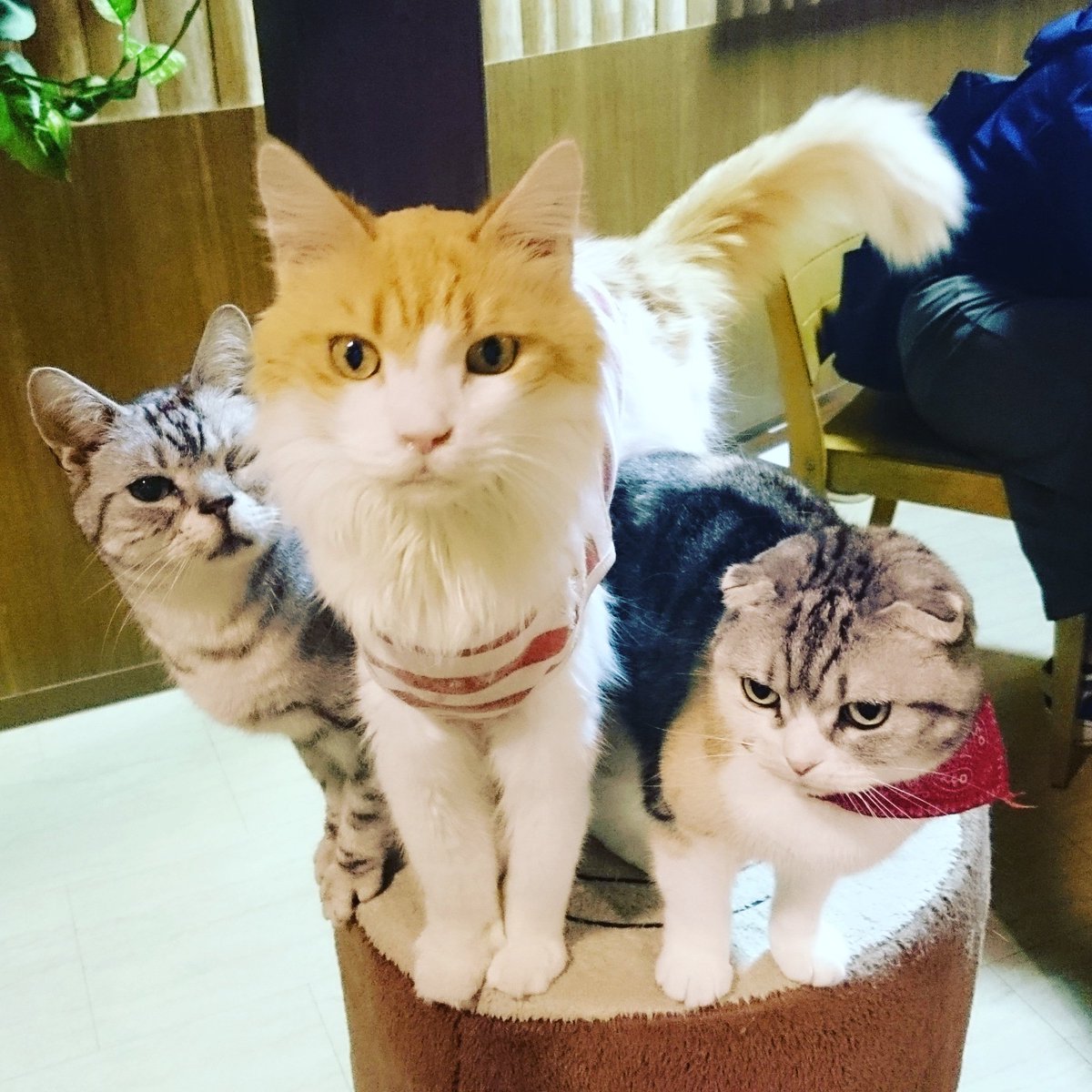 天保山アニパ アニパの人気者っ このスリーショットはレア すかさず カメラを向けるもカメラ目線はゲットできず D ﾒﾁｮｯｸ 天保山アニパ アニパ ふれあい動物園 天保山マーケットプレース Anipa Tenpozananipa Tenpozanmarketplace