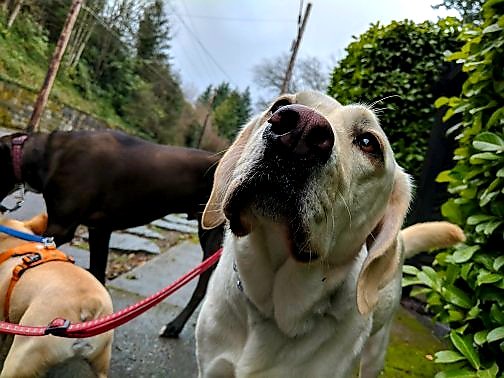 _TailsAndTrails's tweet photo. Buddy boy #PackWalksPDX #pdxpackwalks #dogwalkerspdx #pdxdogwalkers #DogCelebration #PetFriendlyPortland #dogfriendlypdx https://t.co/U9ge4ZhyBc