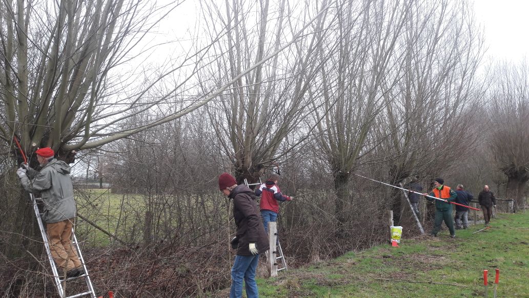 De laatste klus van de vrijwilligers @IVNGelderland voor de voorjaarsstop: knotten van wilgen bij <a href="/benroeterd/">Ben Roeterd</a>. Mooi werk aan Gelders landschap.