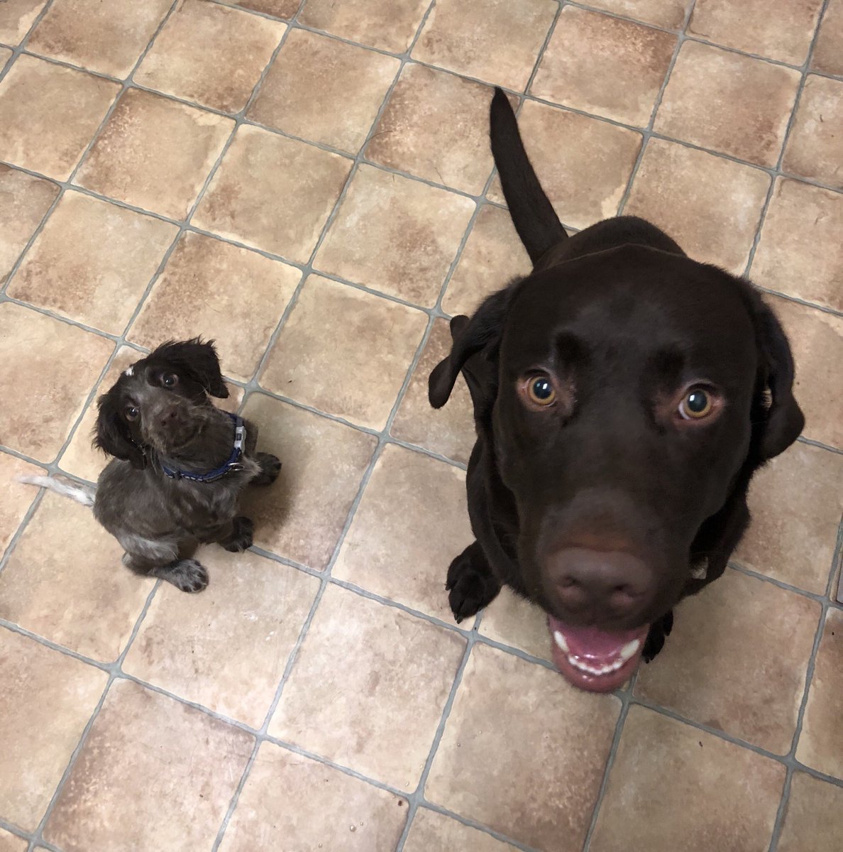 msjbuzz's tweet photo. If this doesnβt bring you joy I donβt know what will. Mount dogs Brenin & Happy #40daysofpositivity #lent #boardingdogs #iloveboarding #msjlife #msjwellbeing #dogsoftwitter https://t.co/Cn8cBSAgiA
