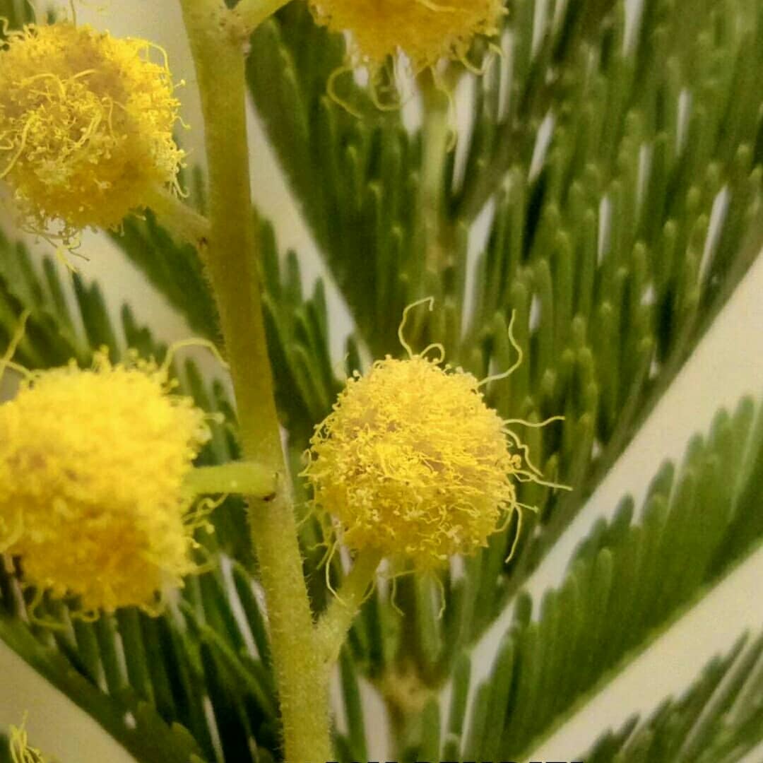 elpicapedrero's tweet photo. 015- Acacia Dealbata Acacia Mimosa
#015 #Acacia #Dealbata
#Acacia #Mimosa
Cascante Flores Plantas
Huertoto
#Cascante #Flores #flower #plants #crassula
#invierno #Huertoto
#crasas #cactus #suculentas
#cactus #succulent
#Photography #Fotografia
https://t.co/Dip7126DRz https://t.co/QheKzwJTyg