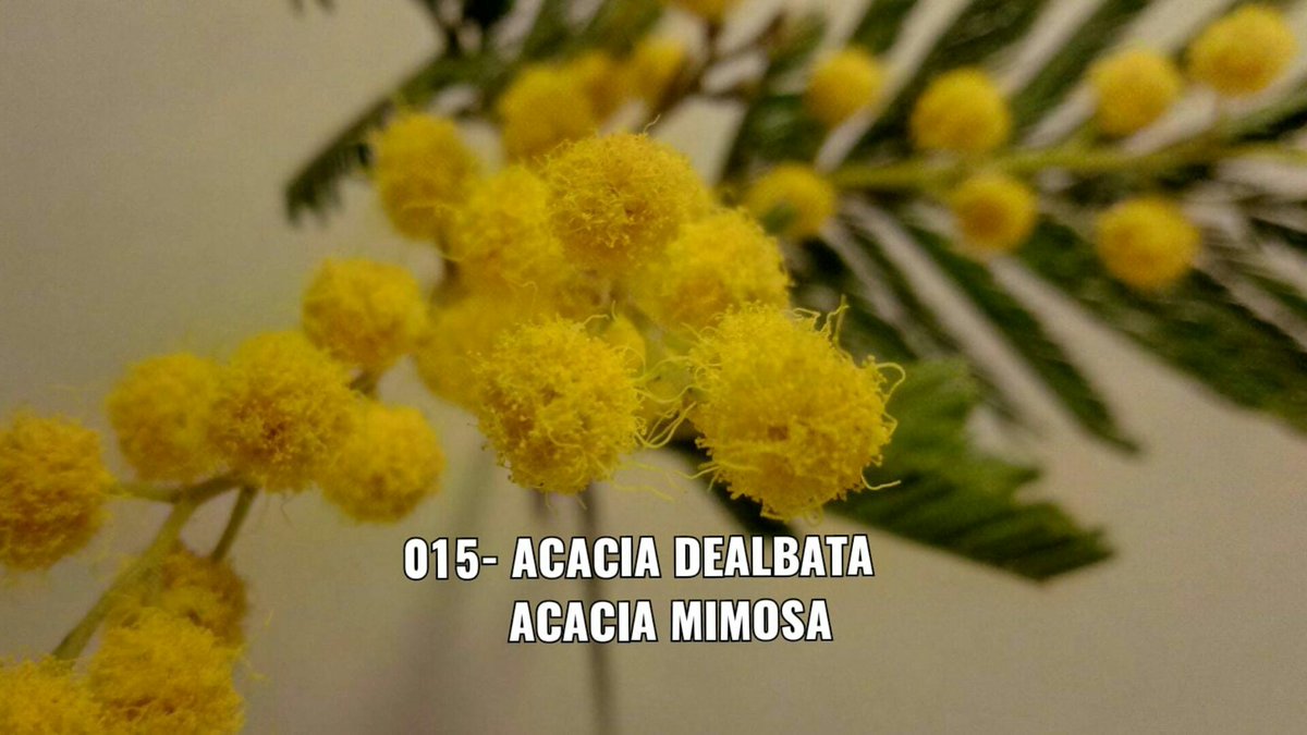 elpicapedrero's tweet photo. 015- Acacia Dealbata Acacia Mimosa
#015 #Acacia #Dealbata
#Acacia #Mimosa
Cascante Flores Plantas
Huertoto
#Cascante #Flores #flower #plants #crassula
#invierno #Huertoto
#crasas #cactus #suculentas
#cactus #succulent
#Photography #Fotografia
https://t.co/Dip7126DRz https://t.co/QheKzwJTyg