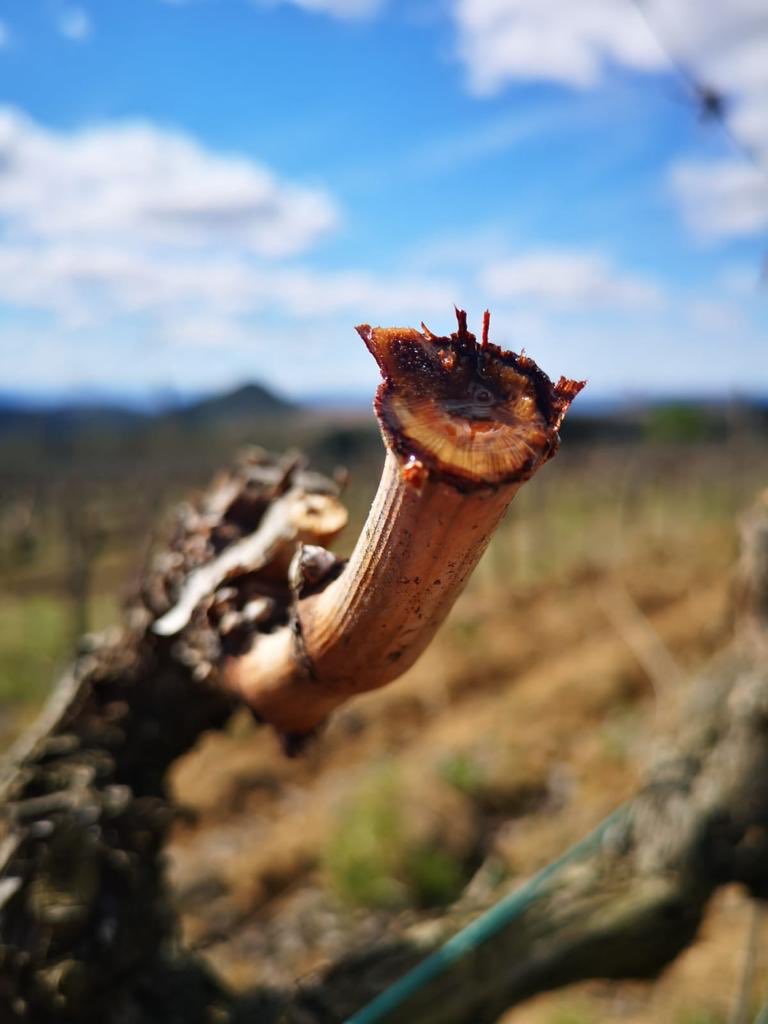 El plor de la vinya. El cep desperta en dies de cel blau i sol intens. Benvinguda, saba #vineyard #landscape #wine #Priorat #almostspringtime #marça #plor #vida #nature #viticulture 🌿🍇 <a href="/jgrauviticultor/">Celler JGViticultor</a>
