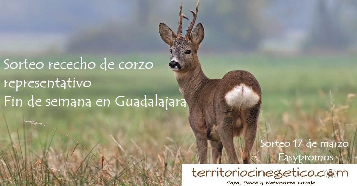 territoriocinegetico.com sortea un rececho de corzo
1. Me gusta
2. Retuit
3. Menciona a 3 amigos
4. Sigue la página
Sorteo 17 de marzo, Easypromos.
Os invitamos a mandarnos a territoriocinegetico@gmail.com vuestras fotos y vídeos de #caza y #pesca