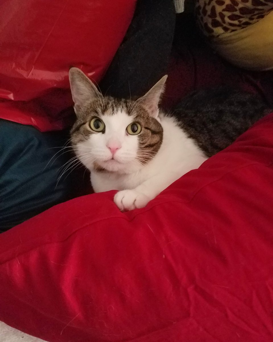 Who-that-girl? tweet media