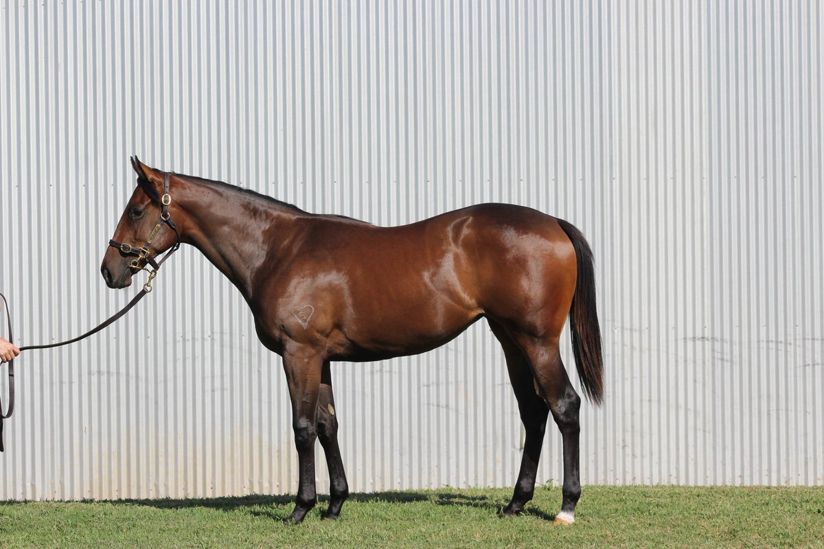 StudValiant's tweet photo. Impressive 2YO debut winner for #Nicconi with @mcevoymitchell's MAYAN winning R2 @SAJockeyClub

@StudValiant offer two outstanding yearlings by Nicconi @mmsnippets Adelaide: Lot 103 &amp; 156 parading at Barn 8  

#BeValiant https://t.co/oR4otRaDnm