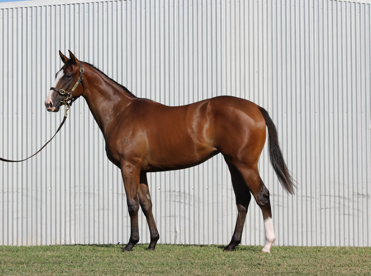 Impressive 2YO debut winner for #Nicconi with <a href="/mcevoymitchell/">McEvoy Mitchell Racing</a>'s MAYAN winning R2 <a href="/SAJockeyClub/">Morphettville Racecourse</a>

<a href="/StudValiant/">Valiant_stud</a> offer two outstanding yearlings by Nicconi <a href="/mmsnippets/">Magic Millions</a> Adelaide: Lot 103 &amp; 156 parading at Barn 8  

#BeValiant