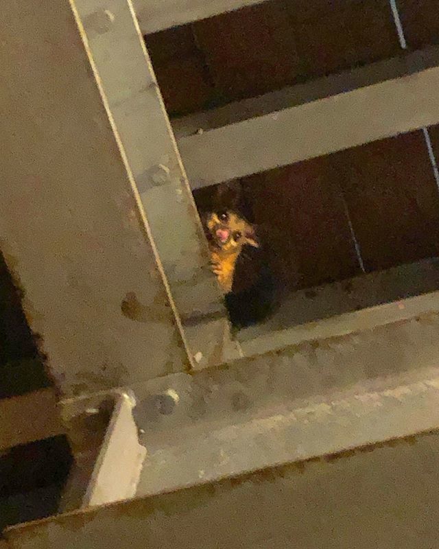aj_shoots's tweet photo. Been having fun at @briscomedyfest all week! My vote for best show goes to this guy 👏🦝 https://t.co/ljbDNJQooO https://t.co/OCiRS0MdqK
