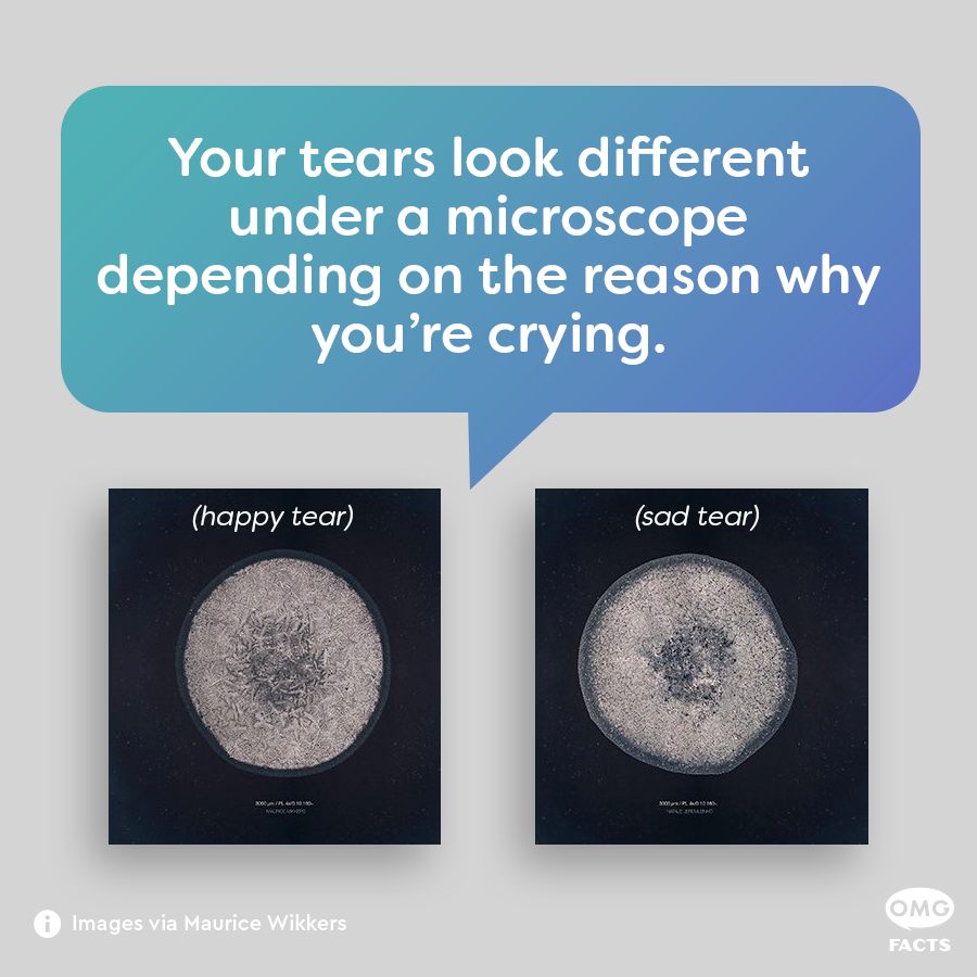 OMGFacts's tweet photo. We're not crying, you're crying. 😭 https://t.co/63kK2cAcTx
