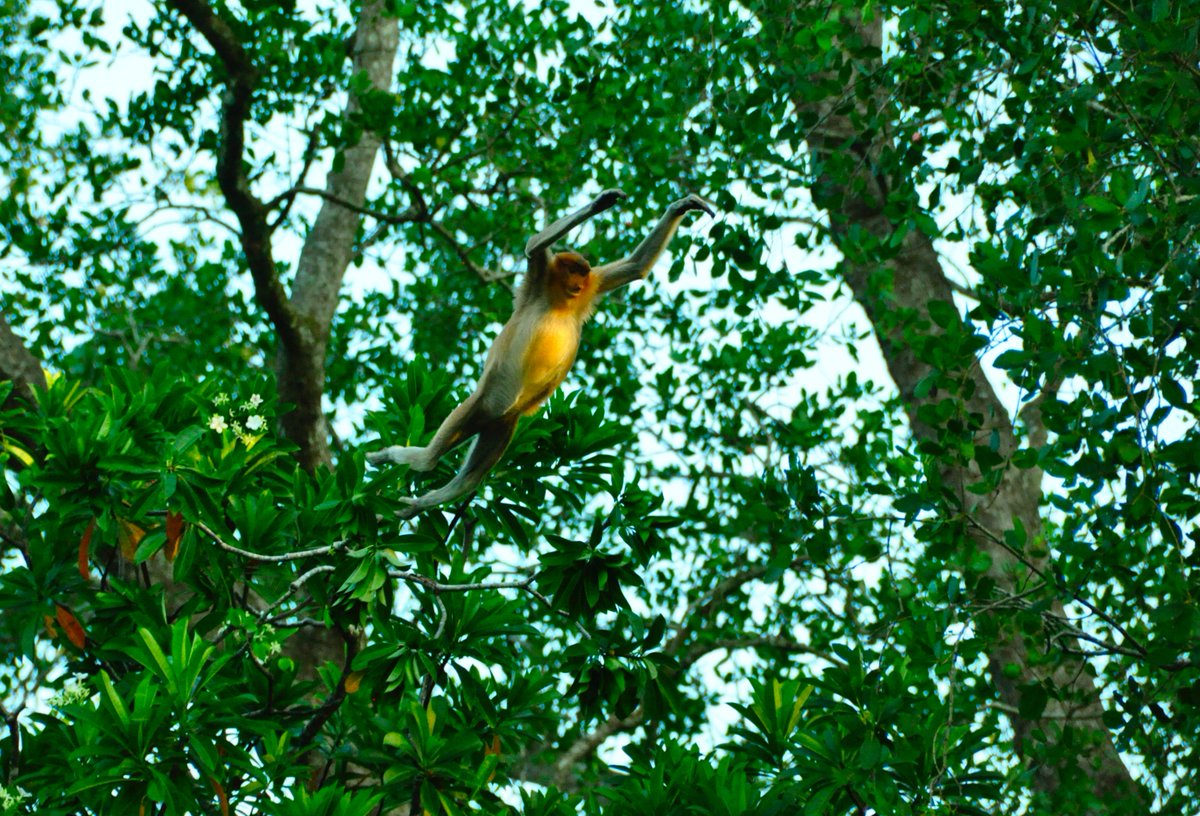 Conserved Areas tweet media