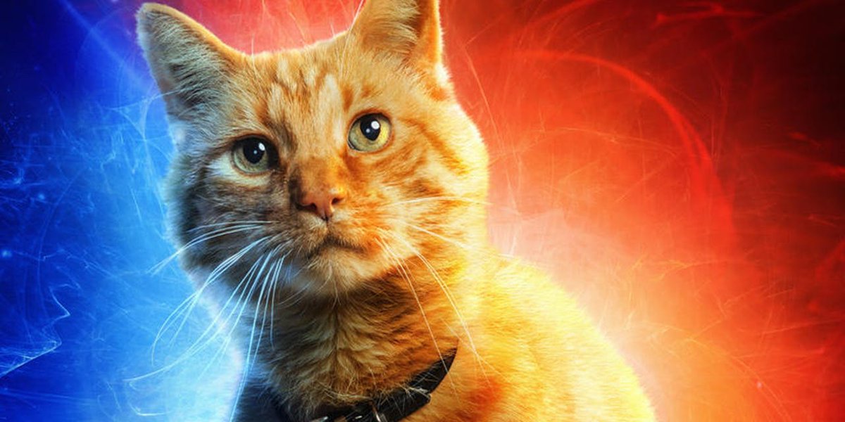 jerkbarns's tweet photo. Goose the cat needs an oscars AND YOU CAN'T CHANGE MY MIND. https://t.co/bJNKcxteK9
