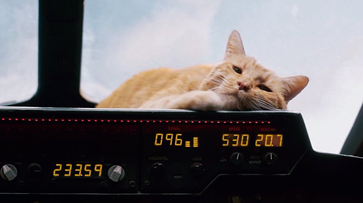 jerkbarns's tweet photo. Goose the cat needs an oscars AND YOU CAN'T CHANGE MY MIND. https://t.co/bJNKcxteK9