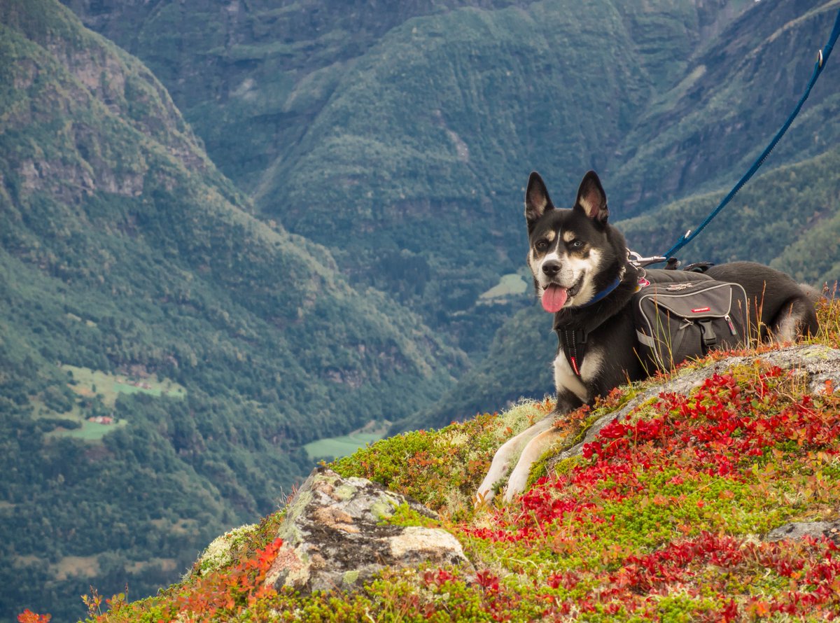 MyCampNhikeTips's tweet photo. If you want to go backpacking with your dog, then this brand new article from Alex will be sure to give you all the tips you need. Click on the link below to learn more. #backpacking #dogs #outdoorfun 
https://t.co/PbMzRGrEFs https://t.co/qX6PmQKVv3